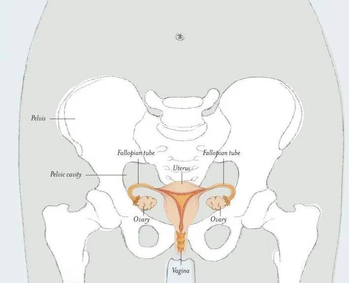 那么子宫&卵巢呢?