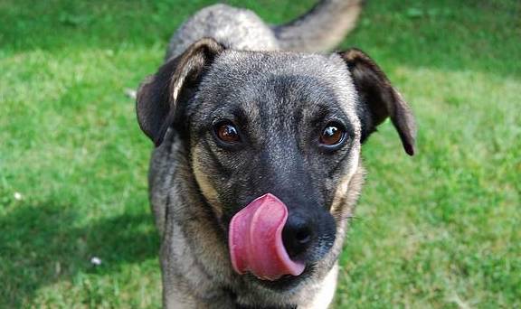 什么是舔狗效应 e727f741a0964928bd1066191570849b.jpeg