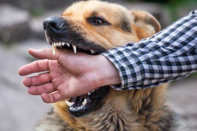 据了解, 女孩江某狂犬病发作后,多次咬伤家人的这只狗,也被姜家丢弃