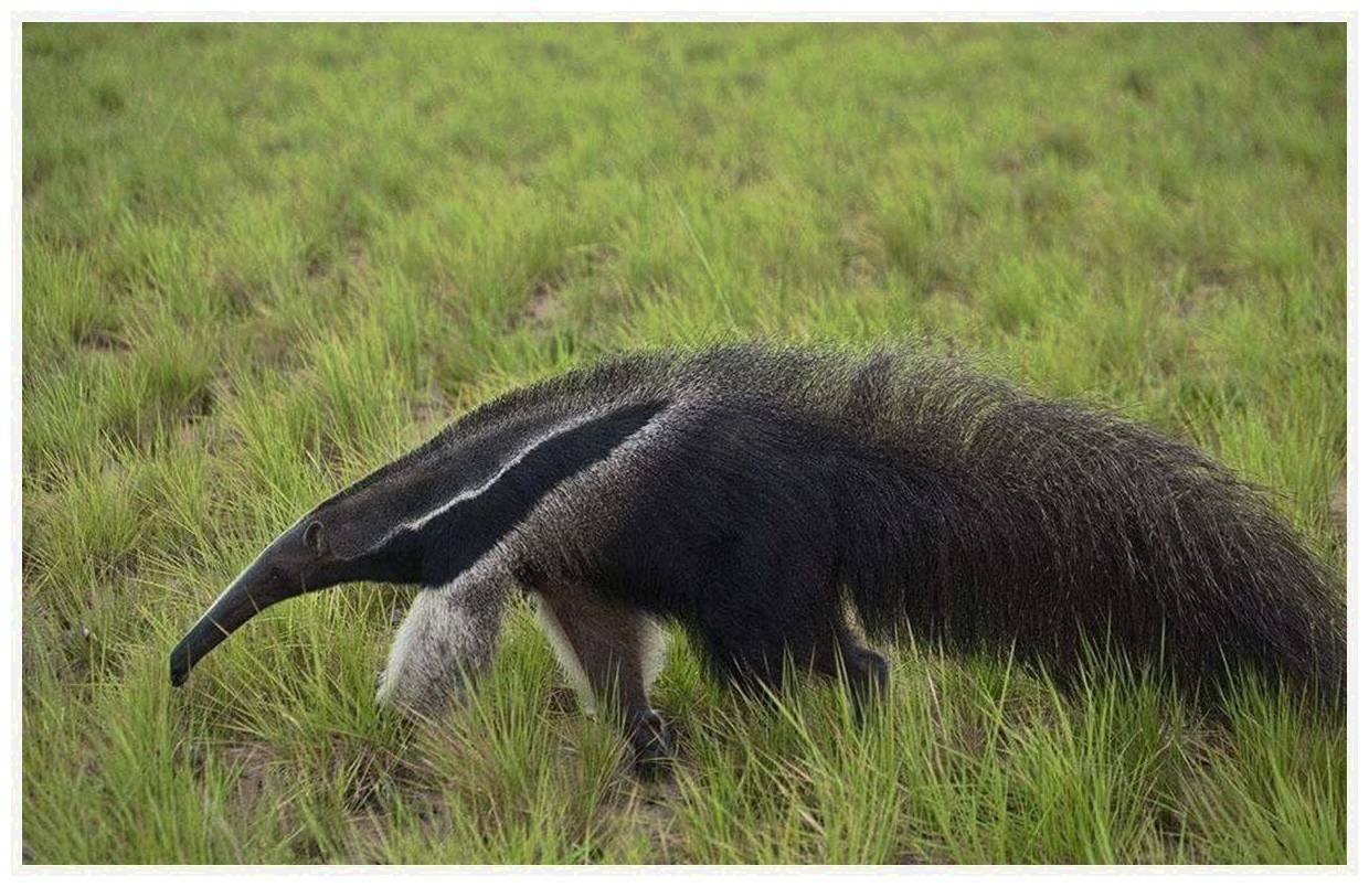 世界上「最不可貌相」的動物，看上去人畜無害，脾氣一來氣勢恢宏 萌趣萌寵 第7张