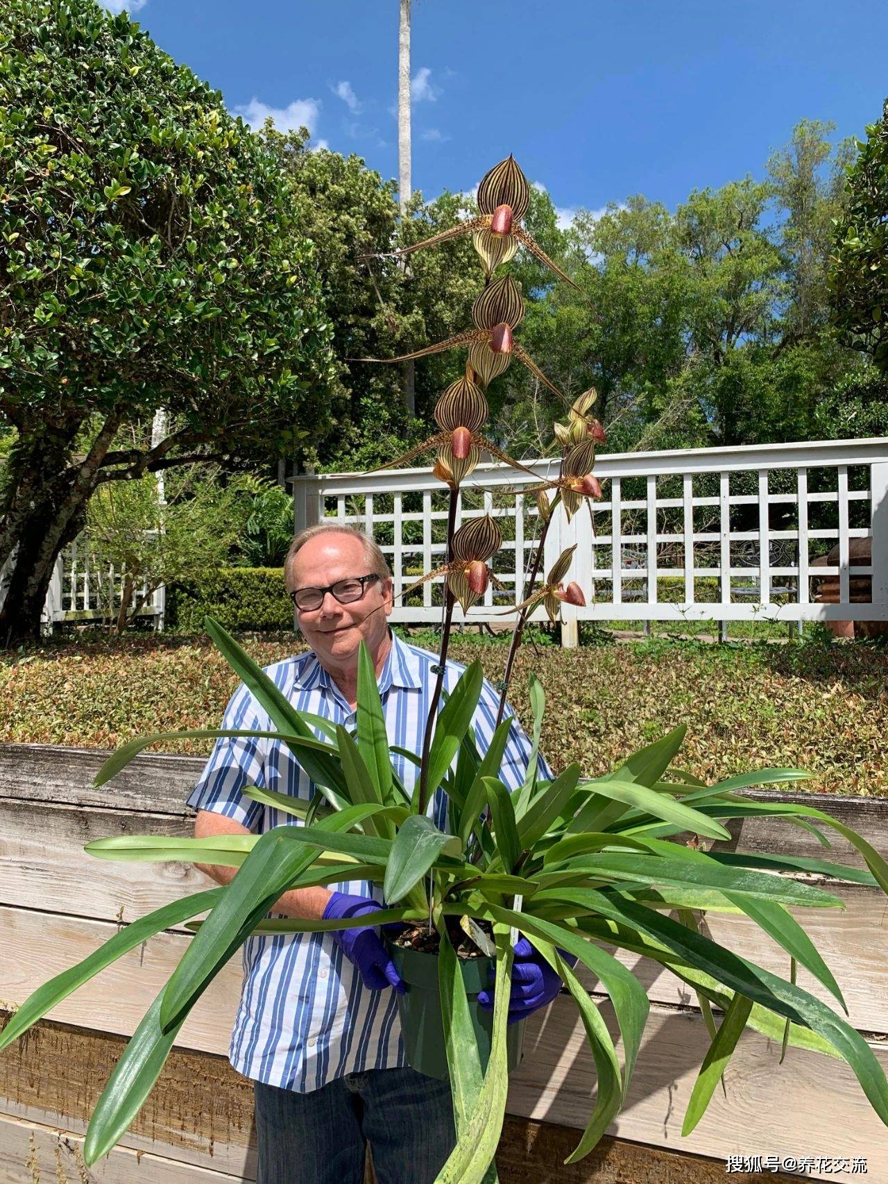 原创兜兰花朵可爱,花朵大而艳丽,掌握关键两点,新手也能养好