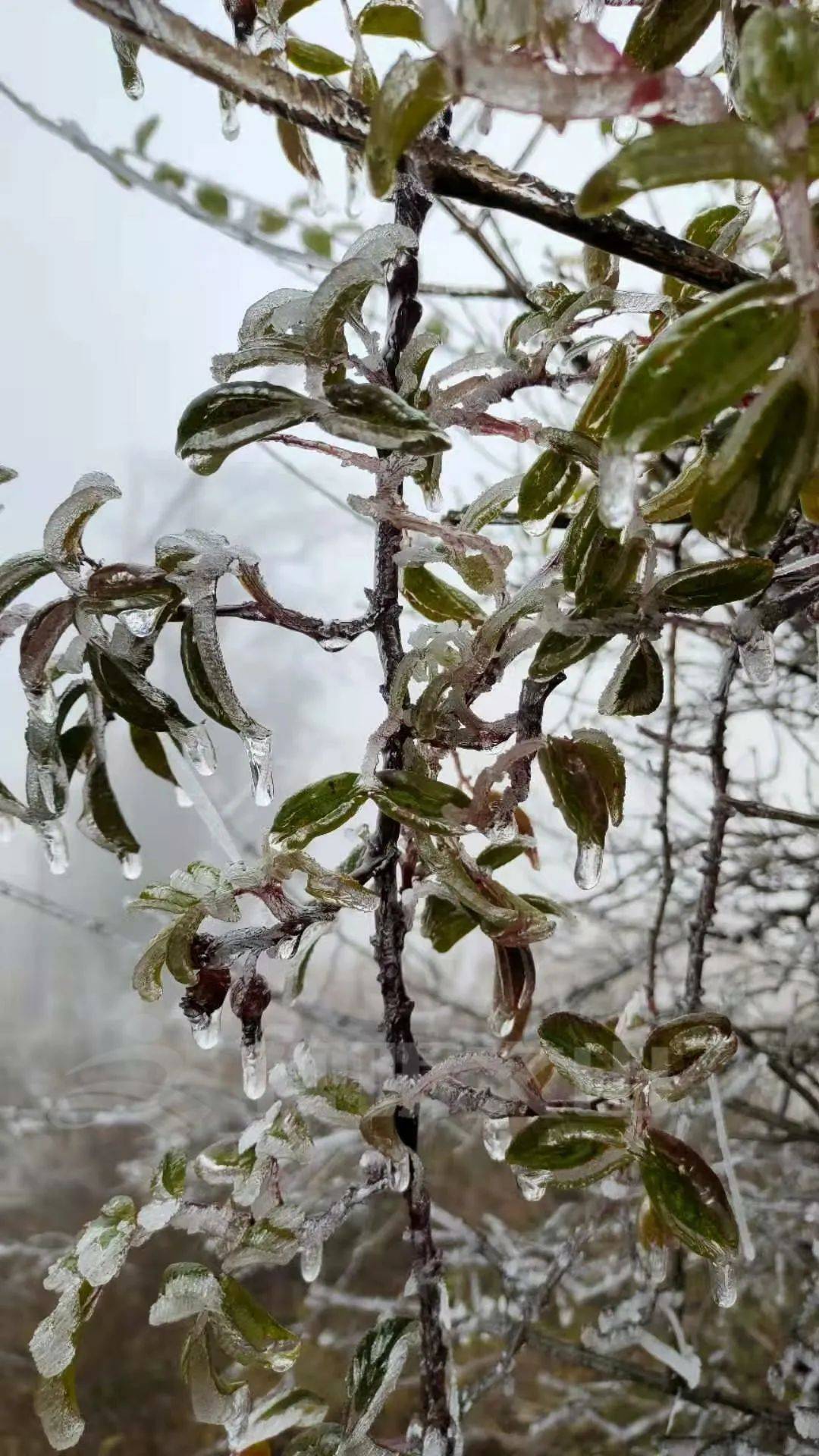 文山州这里下雪了?