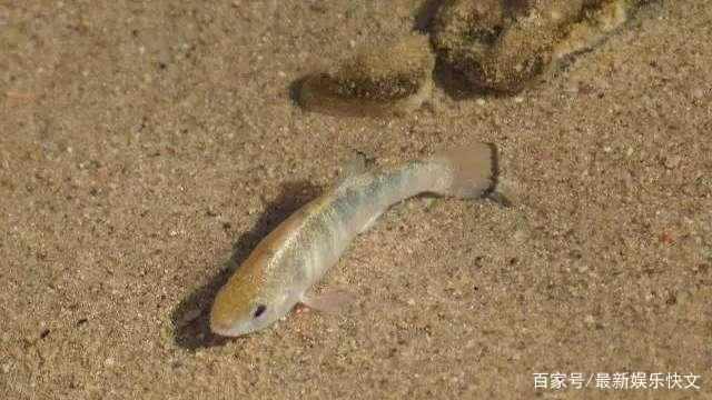 沙漠生存五万年的沙漠鱼，吉尼斯最顽强生命记录！至今仍在继续！