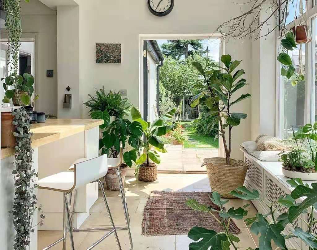 室内绿植布置 ea95c26b621a42f49a4752fd6c5f60bc.jpeg