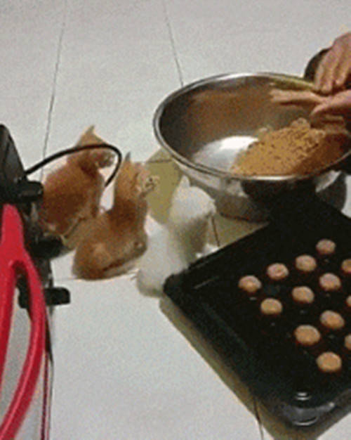 貓咪為了及時吃到鏟屎官做的食物端端正正的排排坐好，看起來簡直太萌了！ 萌趣萌寵 第2张
