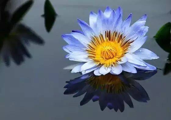 目前世界上最贵的花 50d7b79e2f7b45fd99e08ff3b15eea23.jpeg