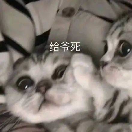 表情包|猫 我真的好羡慕啊