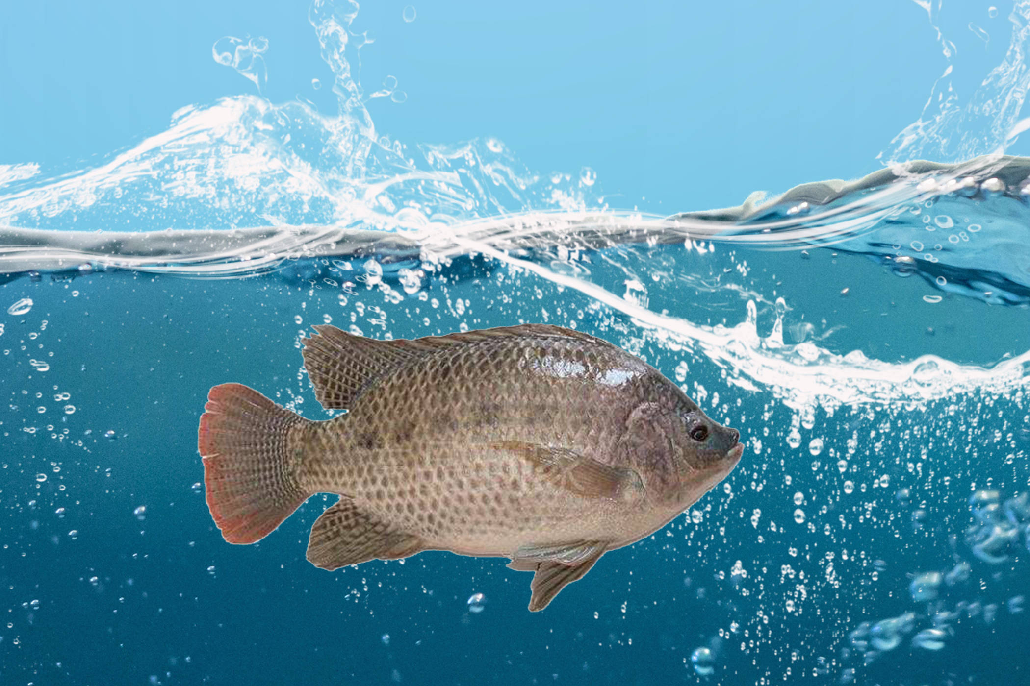 罗非鱼商品鱼的养殖技术