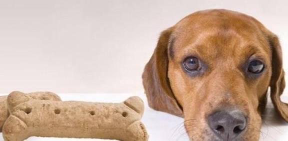 怎么教狗狗去厕所拉大便 b9bd622434284b85a023d6f88146130e.jpeg