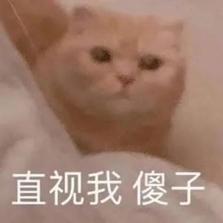 猫咪骂骂咧咧表情包:你这是找打!