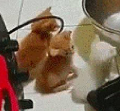 貓咪為了及時吃到鏟屎官做的食物端端正正的排排坐好，看起來簡直太萌了！ 萌趣萌寵 第3张