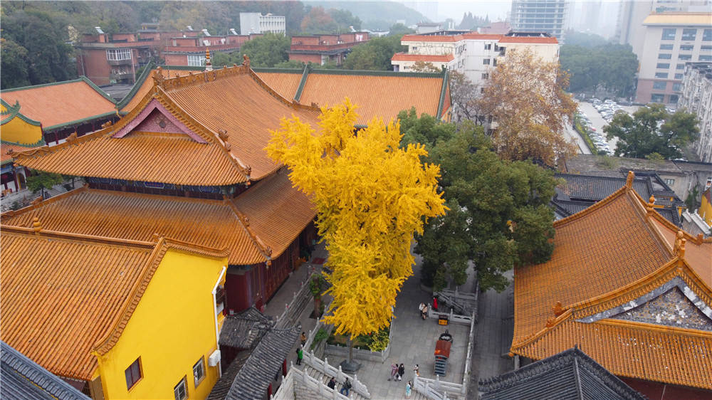 皇家寺院宝通寺百年银杏黄金甲