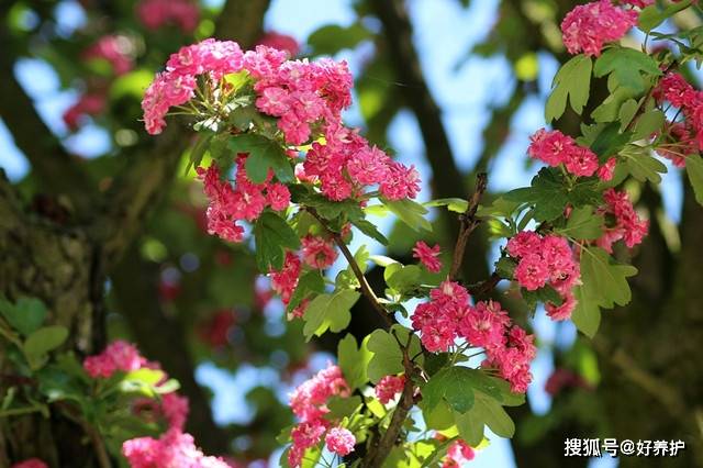 印象当中山楂花的颜色都是白色,可你见过红色的山楂花么?