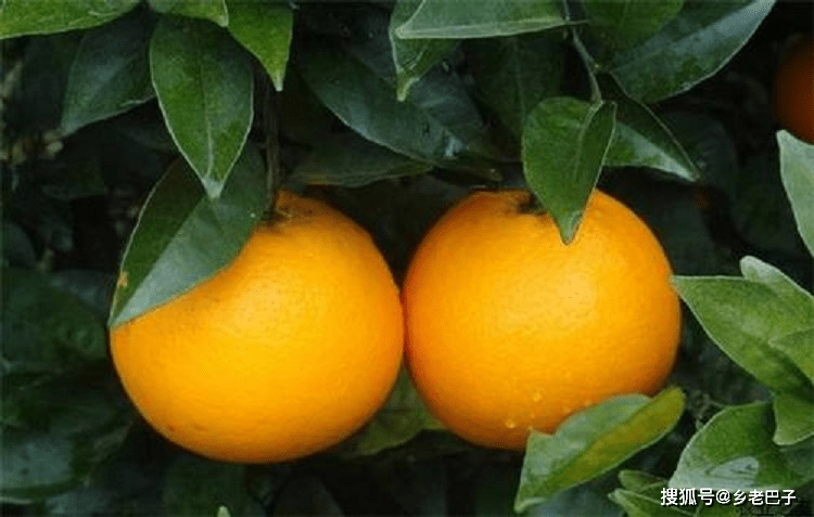 怎么样挑好的橙子 5d26d1a9f6c24f15b94f3adcd52786be.png