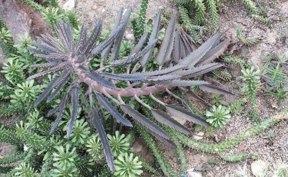 不死鸟多肉为什么叫不死鸟 84f52ae2aedc4b73b23aa923333ec6a9.jpeg