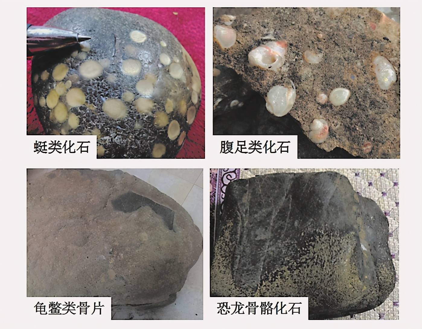 黑龙江省海伦大峡谷，发现罕见白垩纪生物群化石