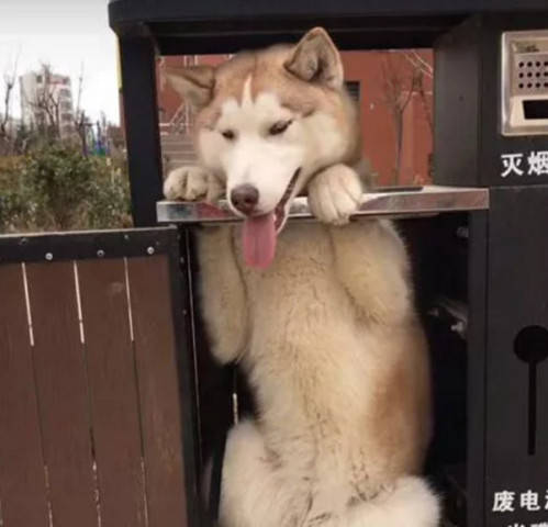 寵主將二哈放在垃圾桶旁，上完廁所出來，眼前一幕讓他哭笑不得 萌趣萌寵 第1张