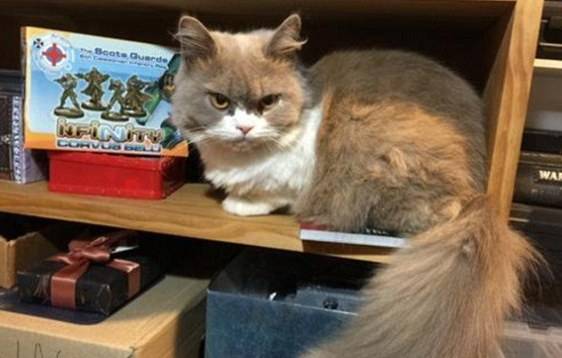 有这6个特征的猫咪都养不熟随时把你抛弃