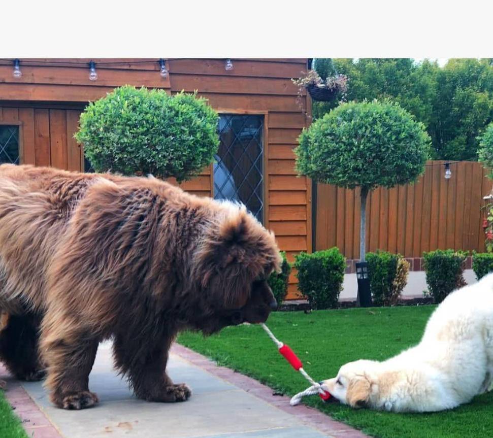 养它就像养熊,超大型的狗狗纽芬兰犬,网友:养一只回家