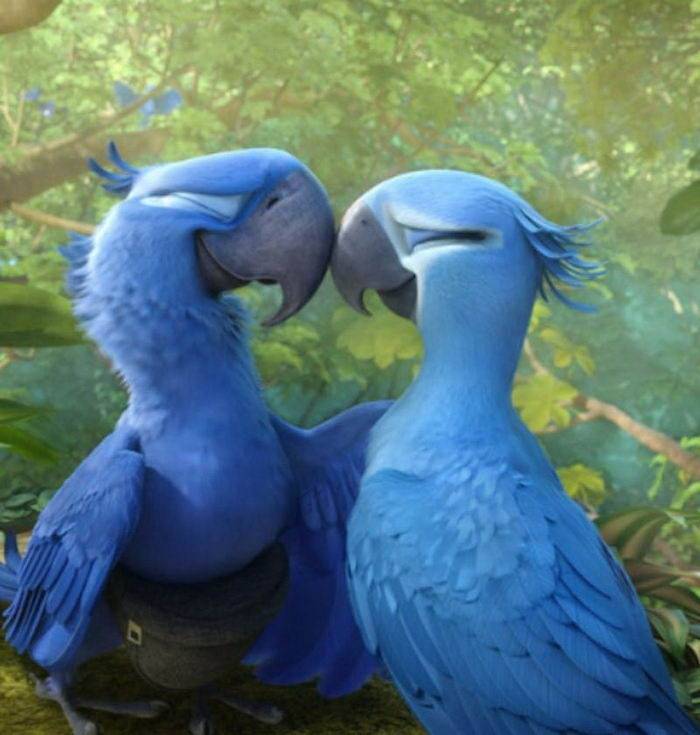 里约热内卢的蓝鹦鹉天生灭绝的最美丽的动物之一