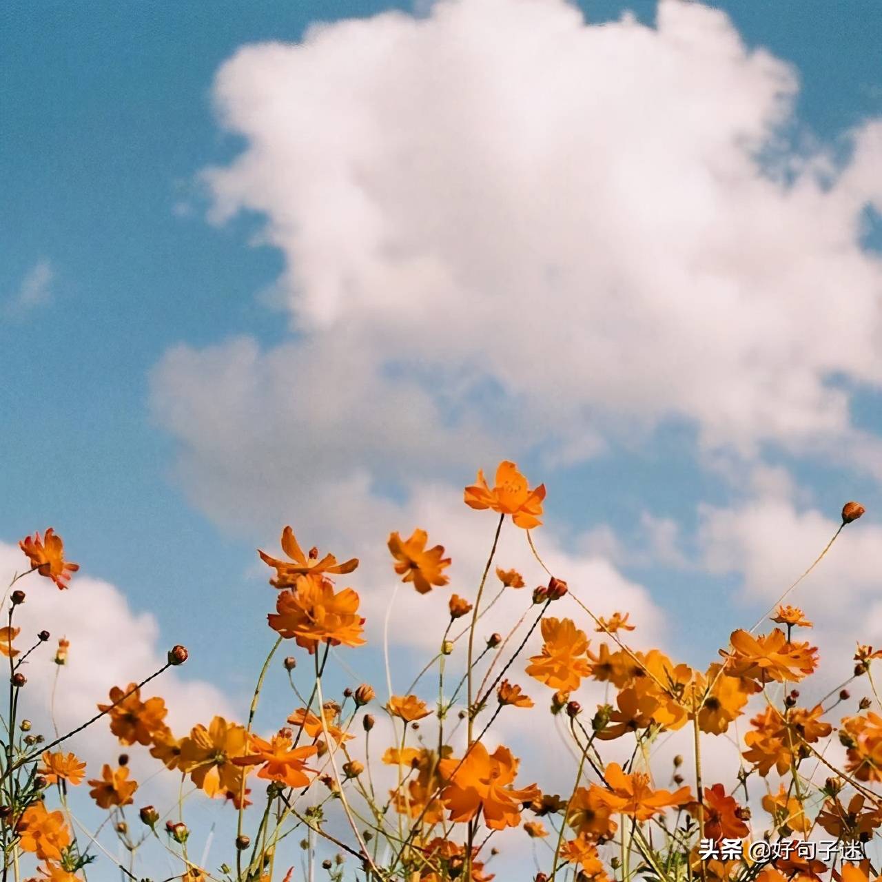 怎么样让自己变得更温柔 26ec4bd598364096a5917e736b7191fd.jpeg