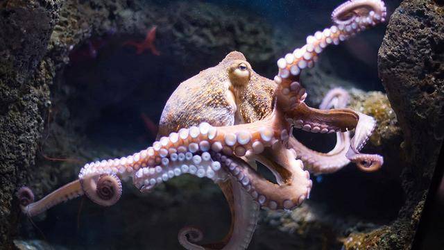 章鱼被认为是活着的无脊椎动物中最聪明的
