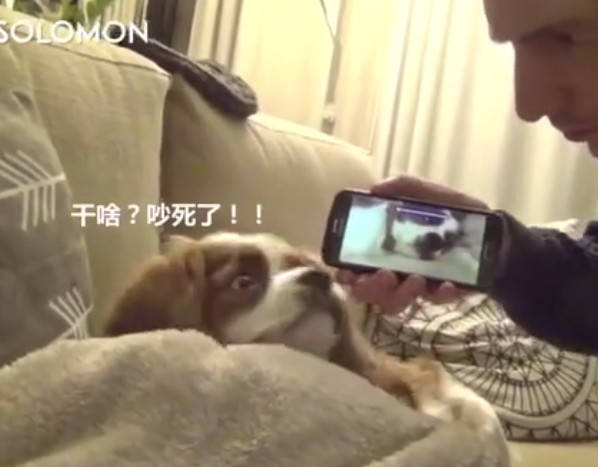 狗狗打呼嚕樣子被主人拍下來，播放給它看的時候尷尬的望著主人 萌趣萌寵 第1张