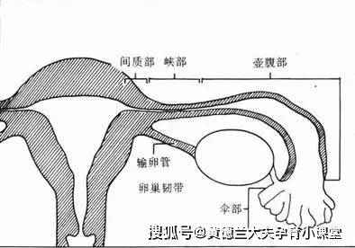 孕育科普输卵管近端梗阻和远端梗阻区别