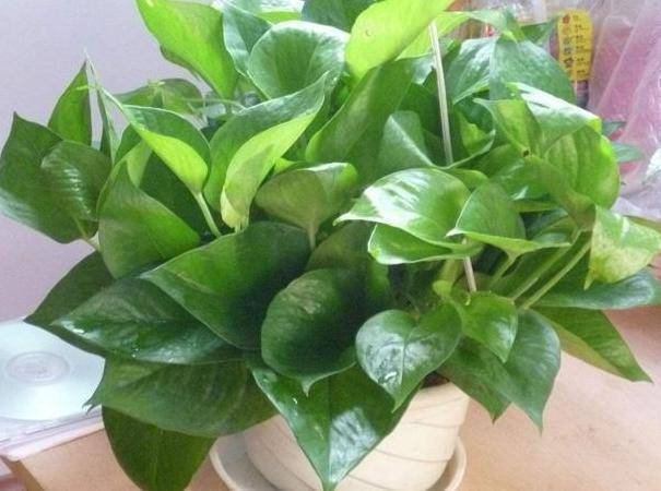 原创卫生间""除异味""大招:放置3种绿植除臭,居家环境更舒适