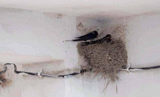 成语燕子什么_燕子蛋是什么样子(3)