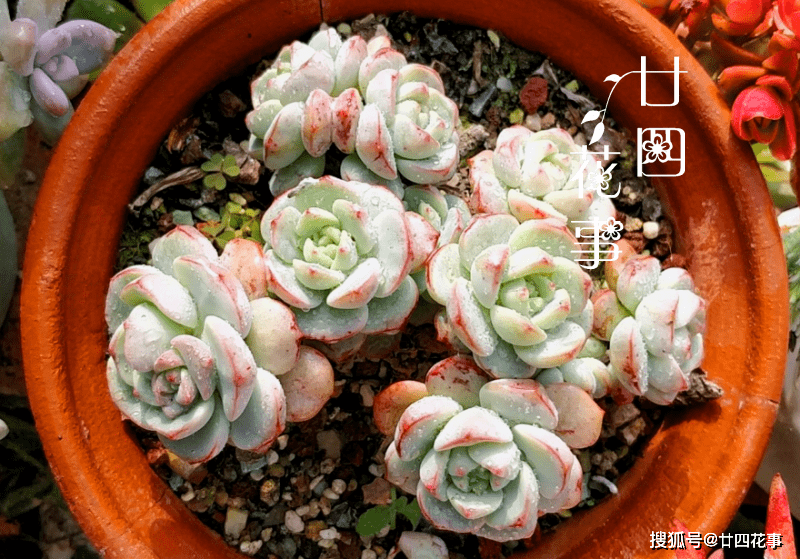 多肉怎么控水控肥 1b6dbad254494b659b52afa78ca2c6a5.png