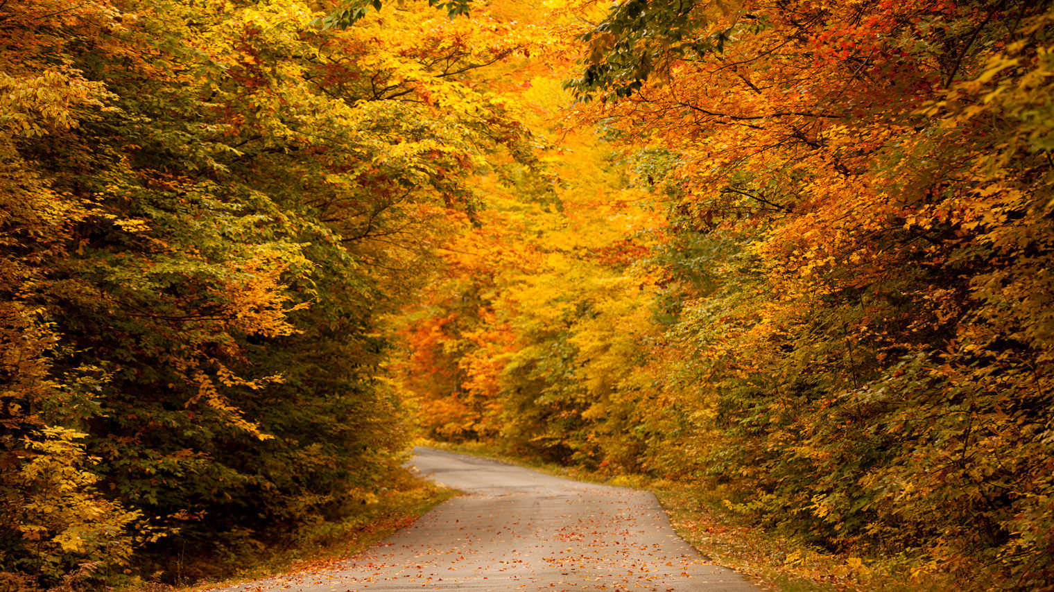 加拿大马斯科卡-秋天最美赏枫路线