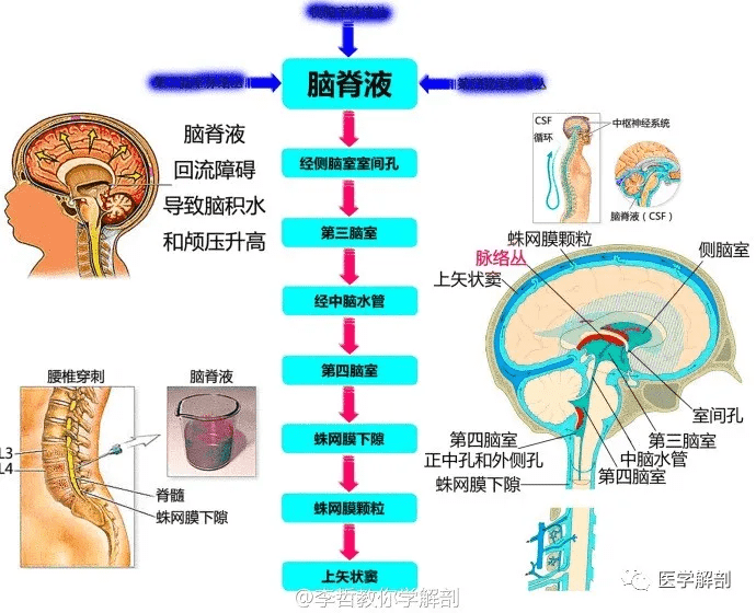 wow,最全神经系统解剖图来了