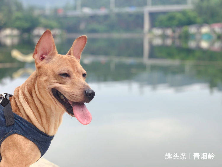 土狗短剧，恋爱剧场免费观看的魅力之旅，土狗短剧，恋爱剧场免费观看的魅力之旅
