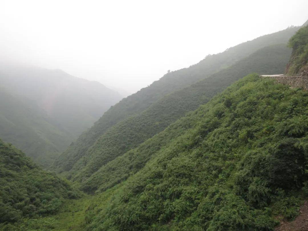 【创建天府旅游名县】仙峰方竹特色产业，加强文旅融合，助力全域旅游发展