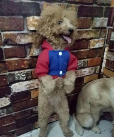 狗狗犯錯被主人罰站，金毛一臉生無可戀，泰迪卻站著跟主人賣萌！ 萌趣萌寵 第3张