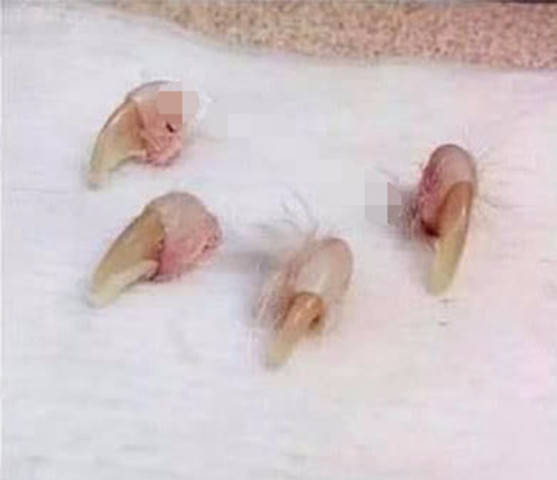 貓咪不小心抓破沙發，狠心主人竟拔掉它的爪子，良心不會痛嗎 萌趣萌寵 第1张