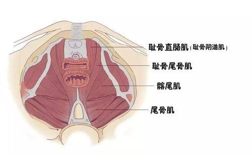 "毛巾杂技"是检查和锻炼男性耻骨尾骨肌肉力量的好方法,就是在勃起的