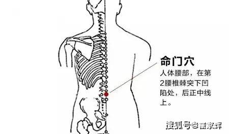 从"命门穴"进入的"寒湿气"容易引起我们腰酸背痛,腰膝酸软,各种肾虚