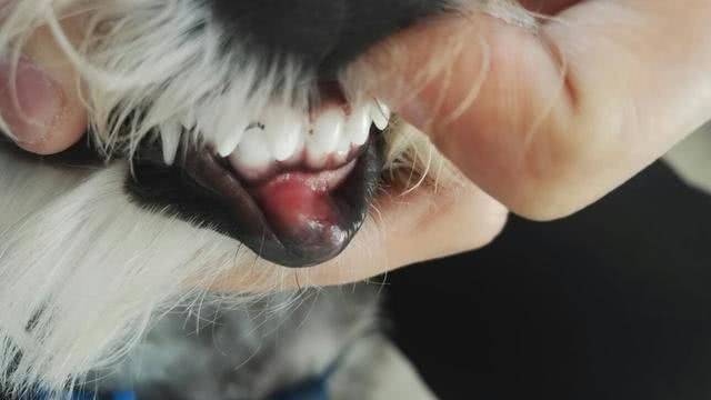 原创狗狗牙龈也会长肿瘤,而且还分两种类型,都需要动手术切除