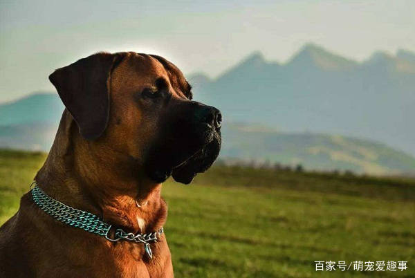 原创世界十大凶犬最新排名,很多国家都严禁饲养
