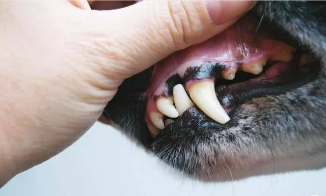 原创狗狗牙龈也会长肿瘤,而且还分两种类型,都需要动手术切除