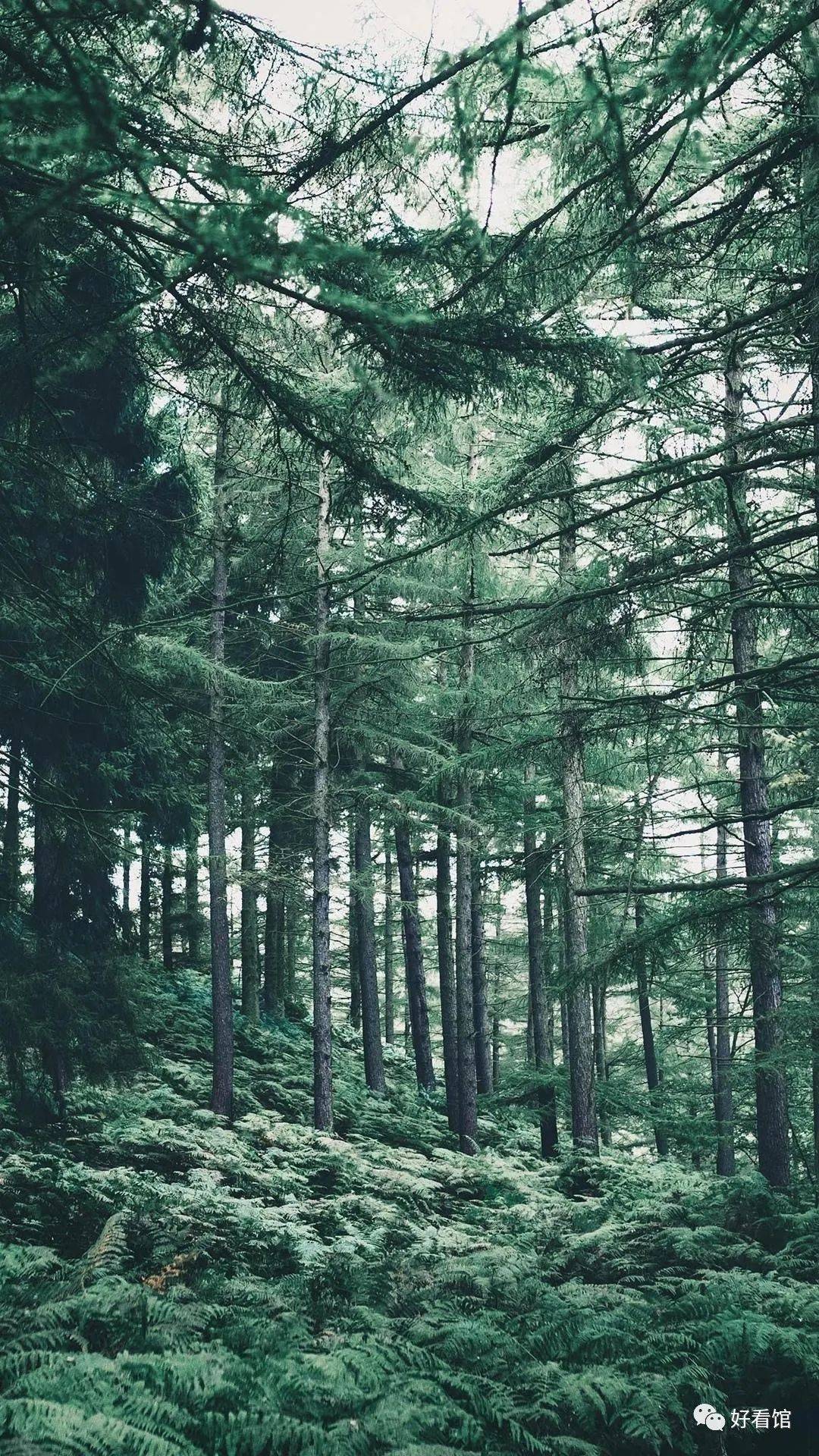 大自然绿色森林护眼风景壁纸|风景图片大全 大自然壁纸