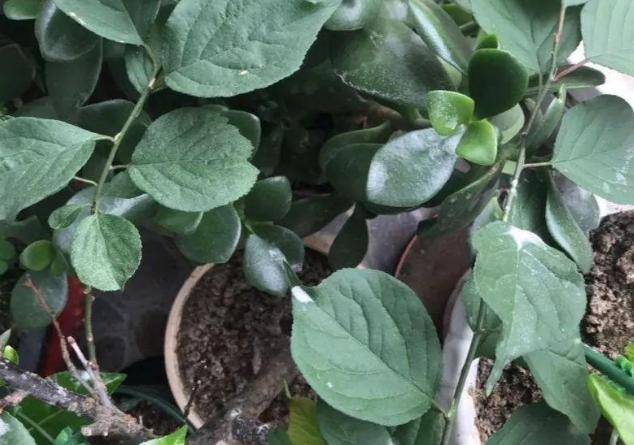 怎么养花才不会生虫 017c1cfd855a4fd5817e9afb8c08f1e4.jpeg