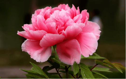 26b08ab36fef4303bdb33ebfa92ff9c5.png