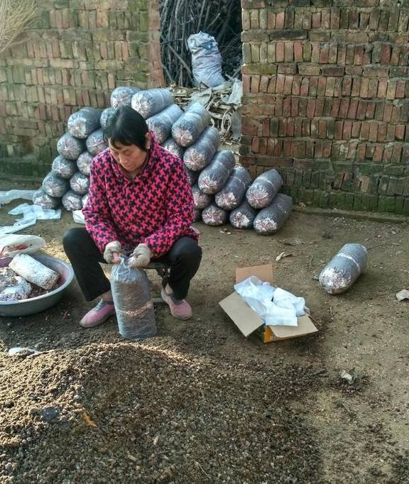玉米芯发酵料种植平菇全过程之一