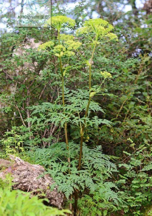 《本草纲目》故事:祛风散寒用羌活