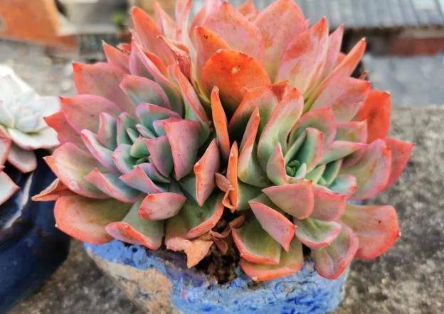 多肉怎么养才有漂亮的颜色 719dd9b777ed45ecb1776d1ff824887a.jpeg