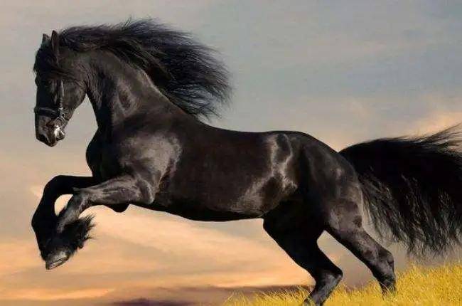 马匹租赁 | 来新疆就一定要体验骑乘的快乐,或者租匹马儿带回家!