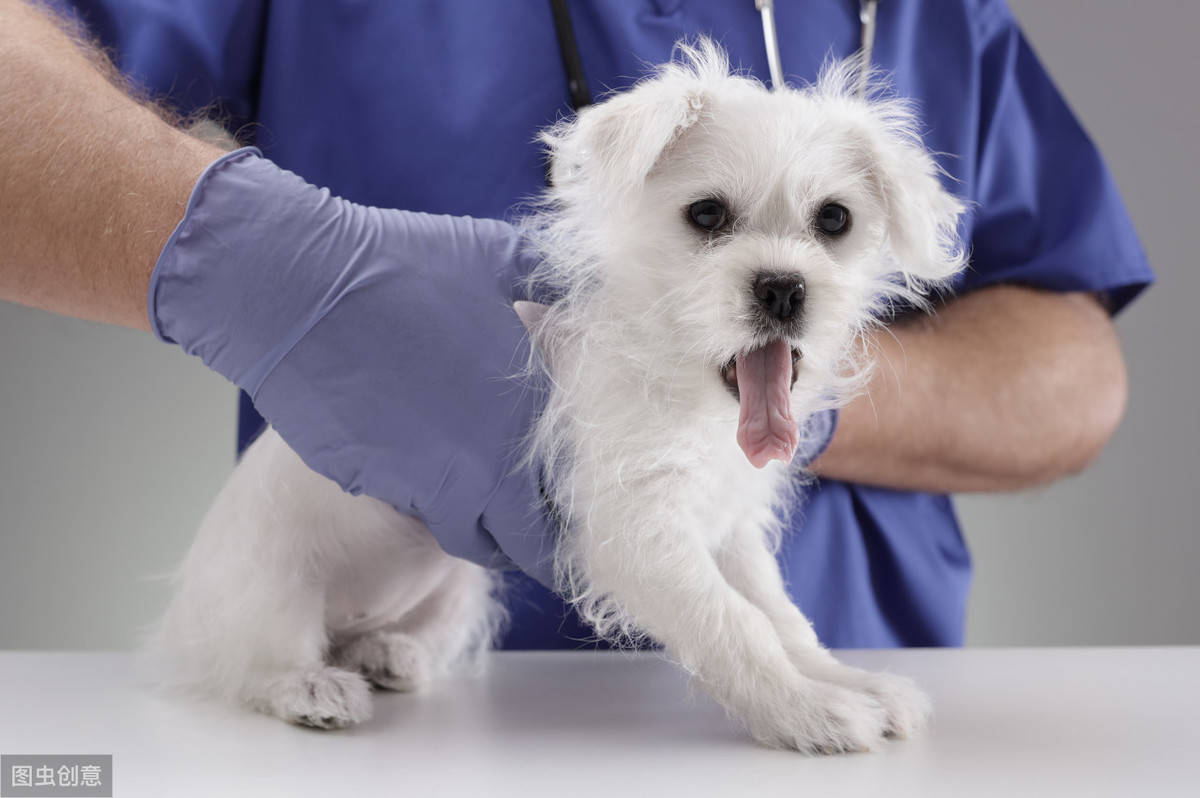 原创狗的艾迪生病丨早期发现治疗痊愈几率大如果发现晚了会危及性命
